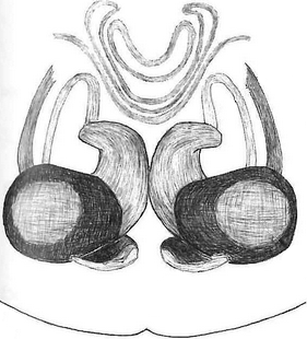 species