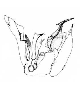 speciesimage