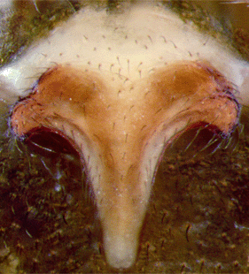 speciesimage