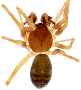 speciesimage