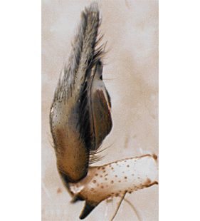 species