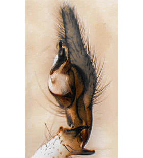 species