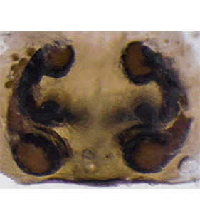 species