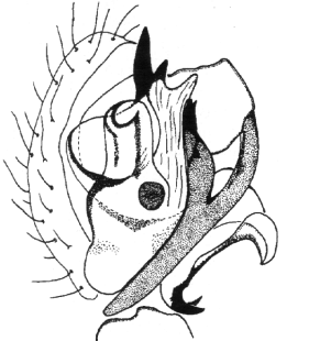 speciesimage