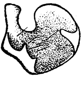 speciesimage