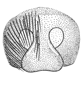speciesimage
