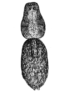 speciesimage