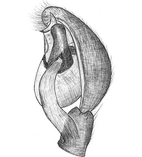 species