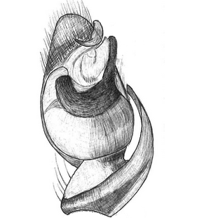 species