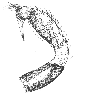 speciesimage