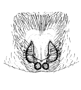 speciesimage