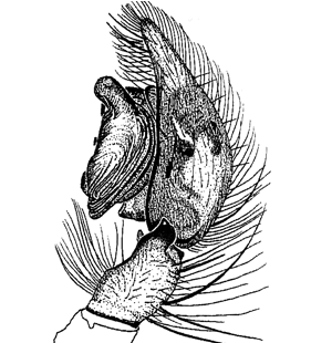 speciesimage