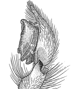 speciesimage