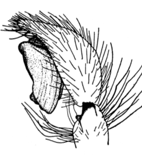 speciesimage