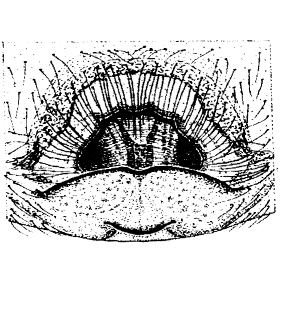 speciesimage