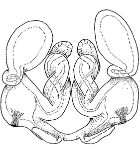 speciesimage