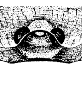 speciesimage