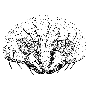 speciesimage