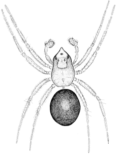 speciesimage