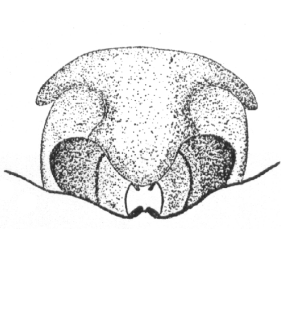 speciesimage