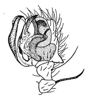 species