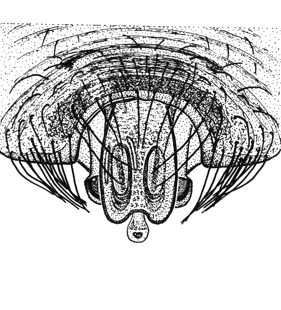 species