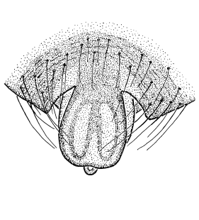 species