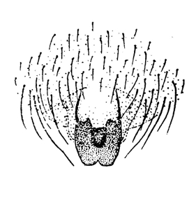 species