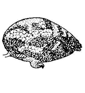 species