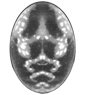species