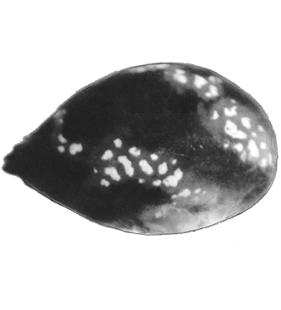 species