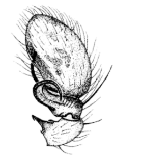 species