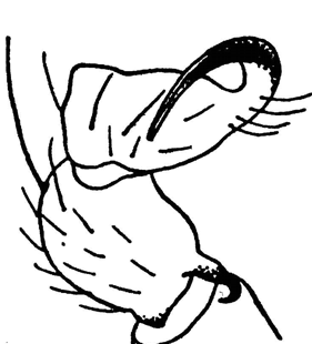 species