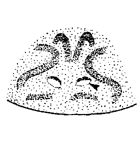 species