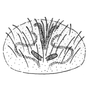 species