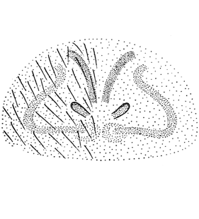 species