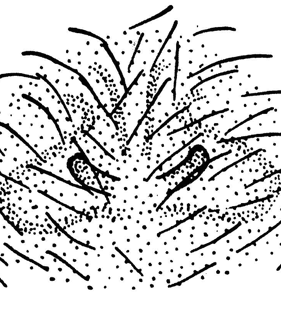 species
