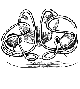 species