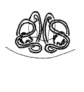 species