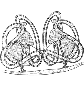species