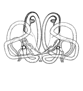 species