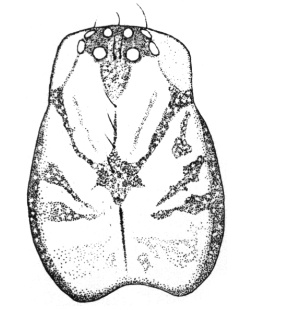 species