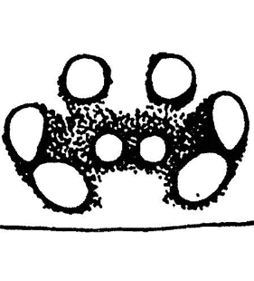 species