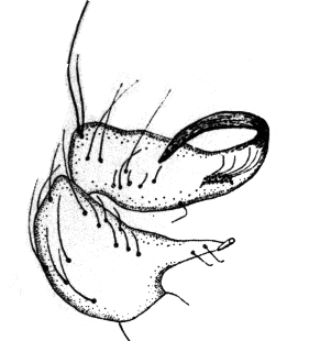 species