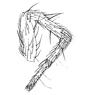 species