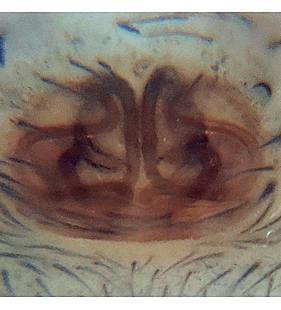 species