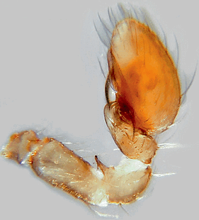 species