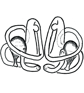 species