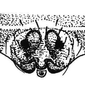 speciesimage