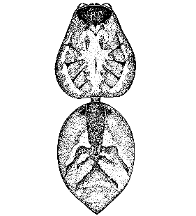 speciesimage